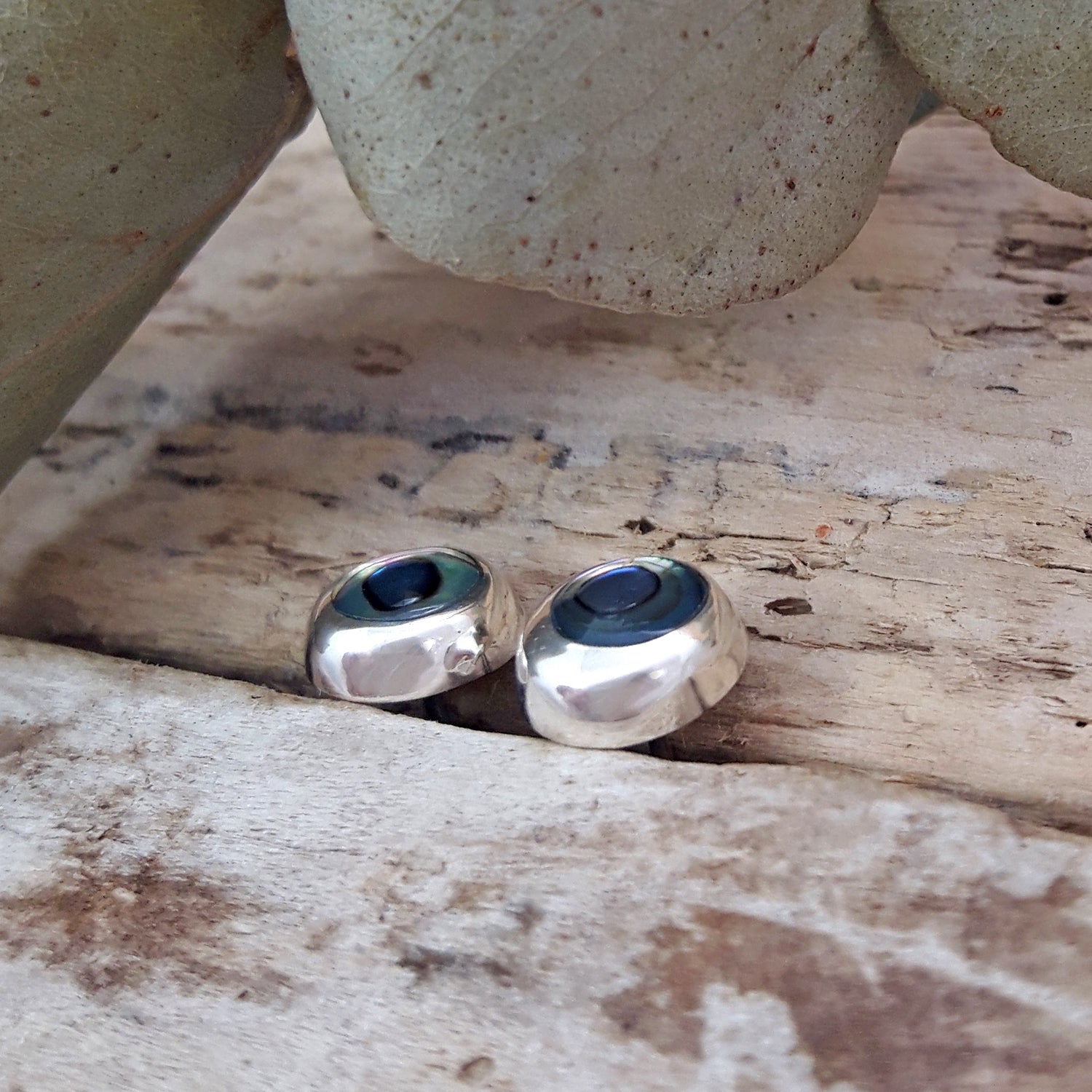Dainty abalone circle stud earrings in 925 sterling silver, nestled in driftwood, showing deep blue-green iridescent shell.