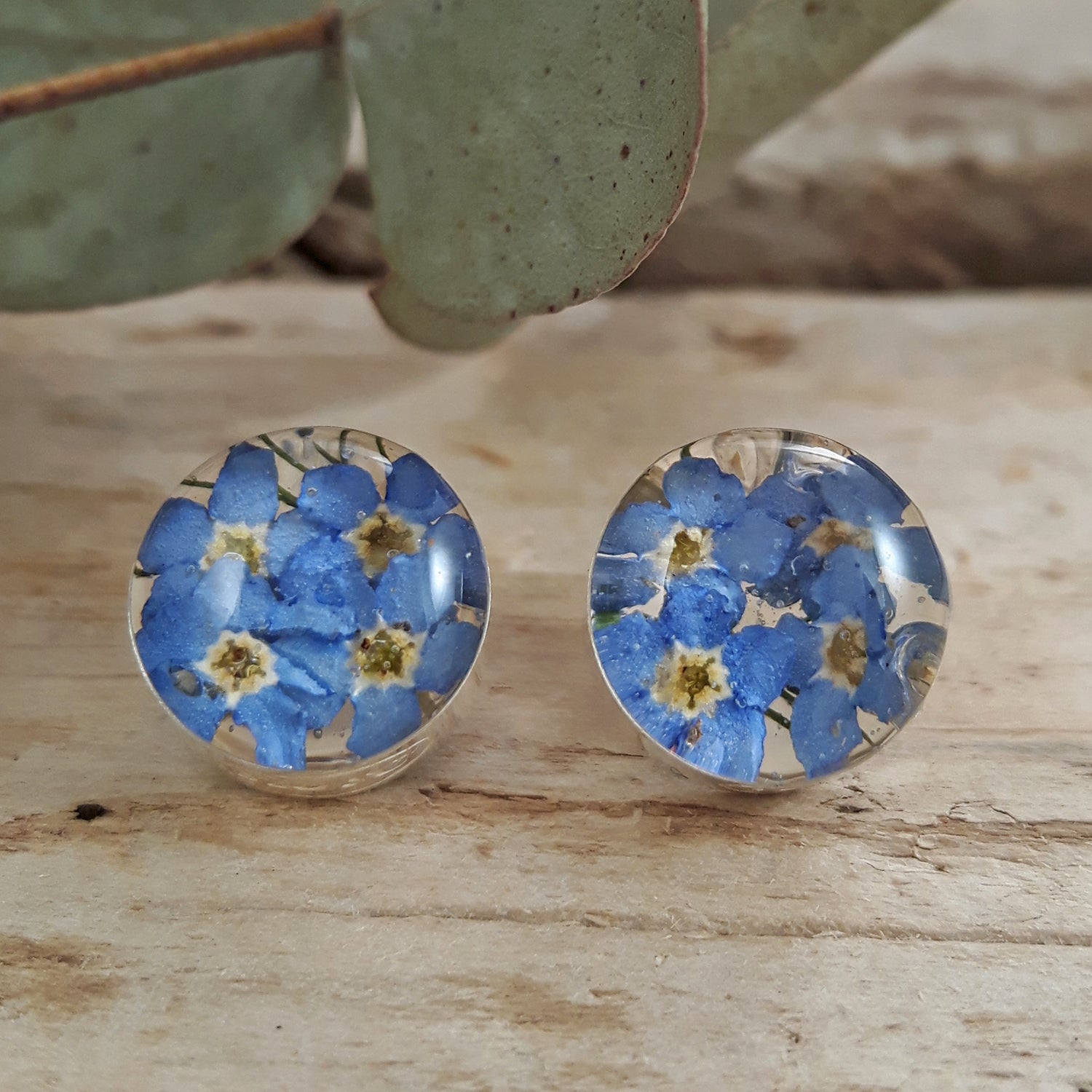 Pretty forget-me-not real flower stud earrings