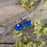 Allegra Sapphire Dream Sphere Drop Earrings
