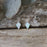 Flinder White Kite Stud Earrings