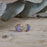 Flinder Lavender Moon Stud Earrings